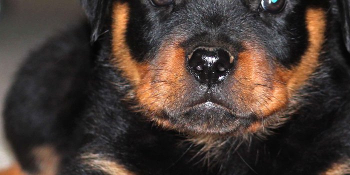1040x1526 Rottweiler Puppies Wallpaper for iPhone