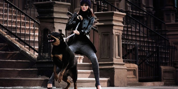 1920x1080 Angry Rottweiler Ultra HD Desktop