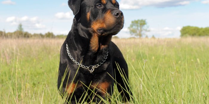2560x1600 Rottweiler Wallpapers