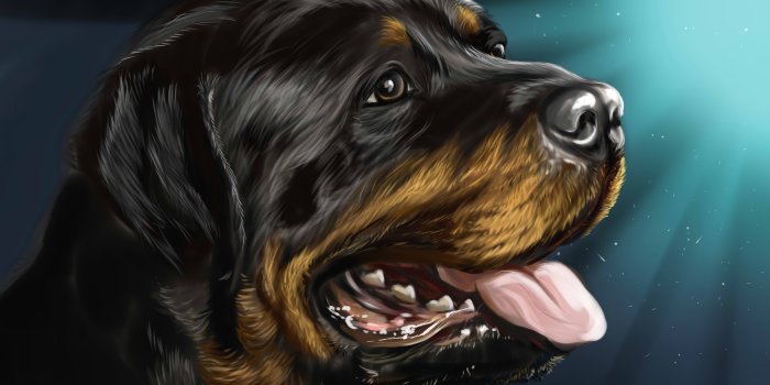 4000x2400 Wallpaper Dog, Rottweiler, Rottweiler