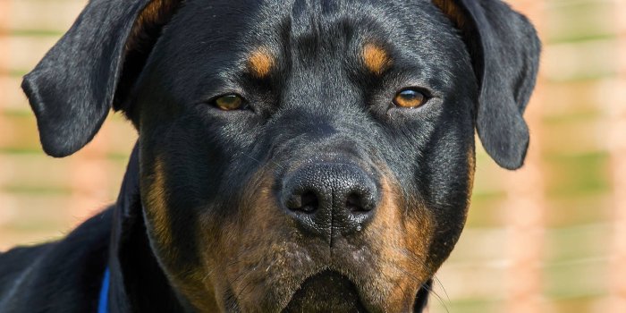 1920x1280 100+] Rottweiler Wallpapers