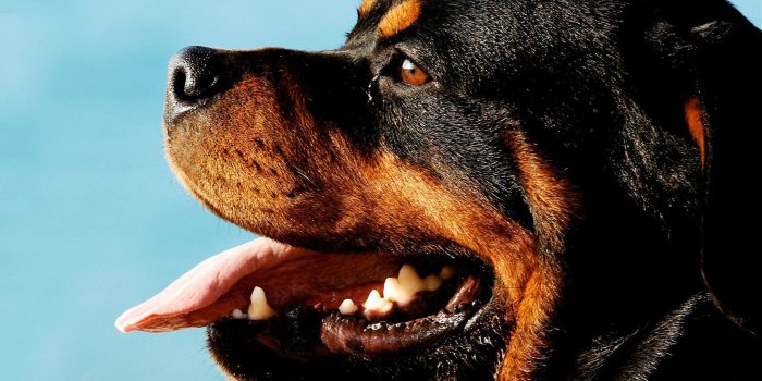 1920x1080 Download Animal Rottweiler HD Wallpaper