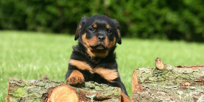 3072x2048 Rottweiler wallpapers for desktop