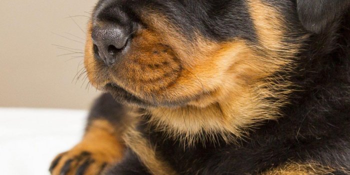 1440x2560 Rottweiler Puppy Wallpaper - iPhone
