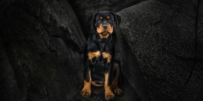 2048x1365 HD desktop wallpaper: Dogs, Dog, Animal