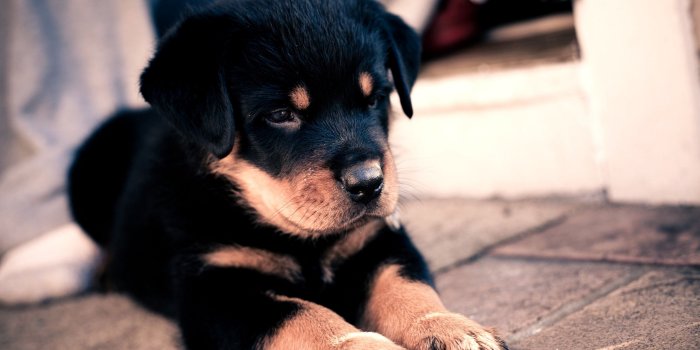 2560x1600 Rottweiler Puppy HD Wallpaper
