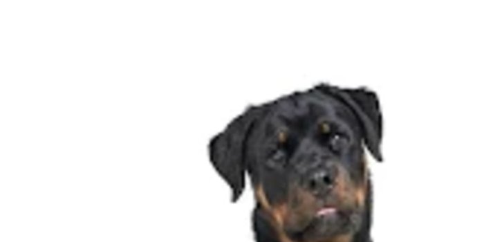 1020x1819 Rottweiler Wallpapers for Android