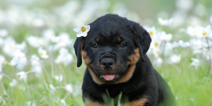 1920x1200 Pretty Rottweiler Puppy Wallpaper