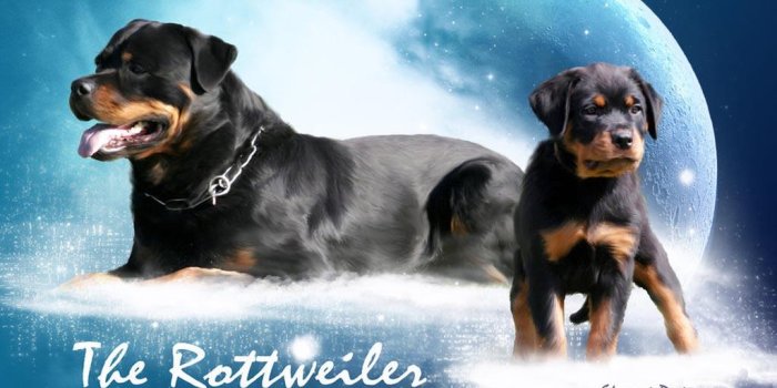 1024x768 Rottweiler Wallpapers