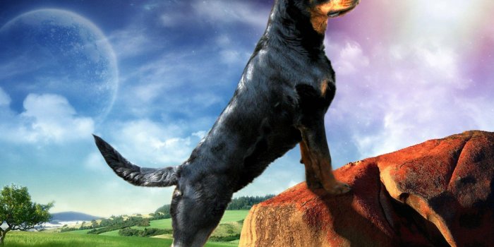 1920x1200 Download Rottweiler Wallpapers for FREE