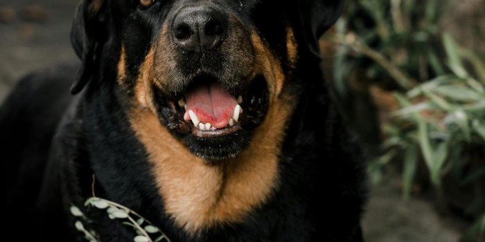 4000x6000 Rottweiler Photos, Download The BEST