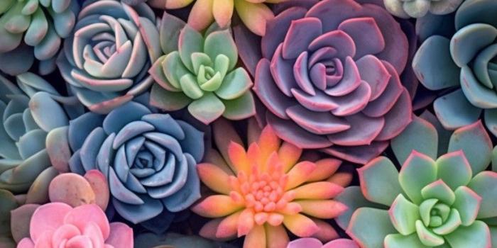 816x1456 Sfondi floreali, Sfondi iphone, Sfondi