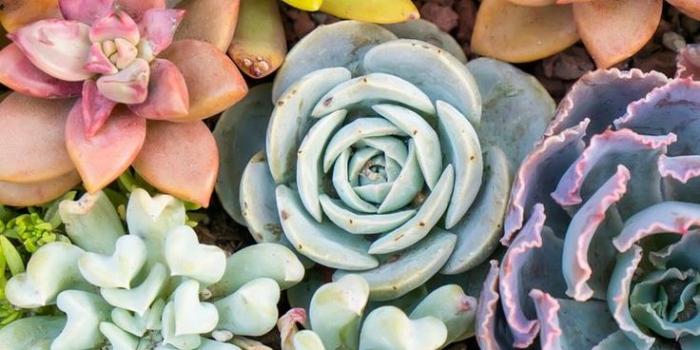 736x1104 Colorful Succulents Wallpaper