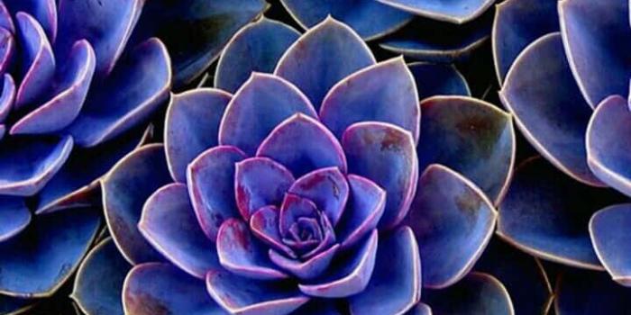 720x1205 100+] Succulent Iphone Wallpapers