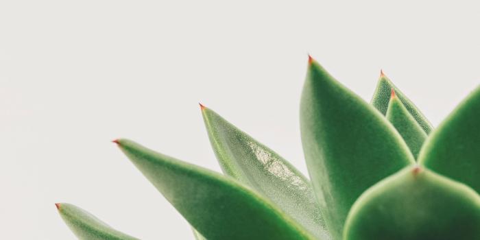 2048x2732 Minimalist Succulent Wallpaper - iPhone