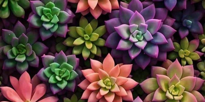 736x1308 Succulent Flowers iPhone Wallpaper 4K