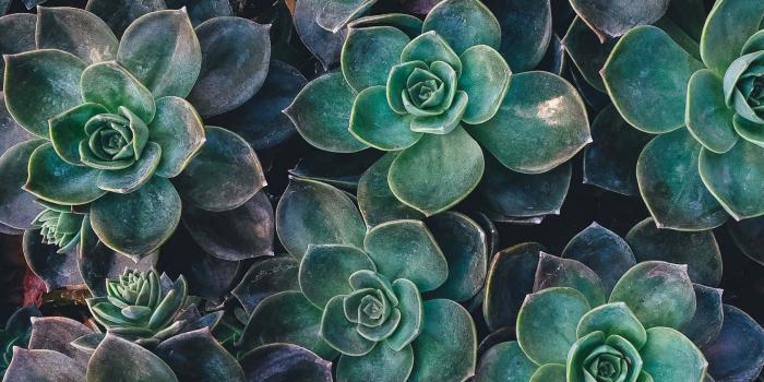 1680x1050 100+] Succulent Pictures | Wallpapers.com
