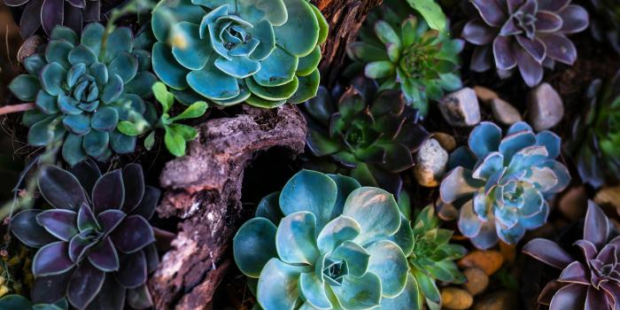 5760x3840 Succulents Photos, Download The BEST
