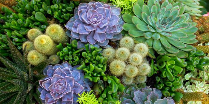 1280x800 via Cactus Computer Wallpapers