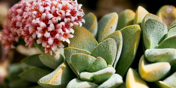 3360x2100 Garden Succulents in February