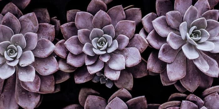 800x1202 Succulent Background Images | Free