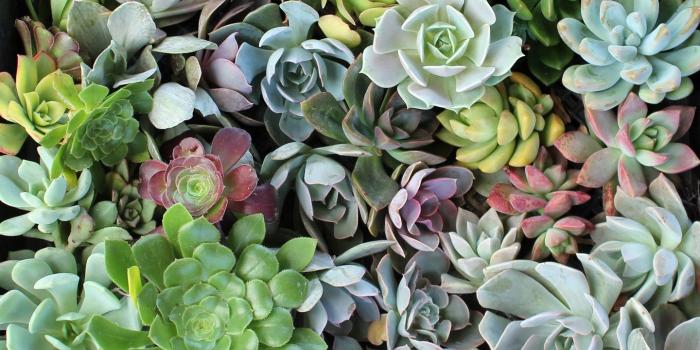 1440x900 Desktop Succulents Wallpapers
