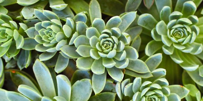 1200x1348 Blossoming Succulents Geometric Floral