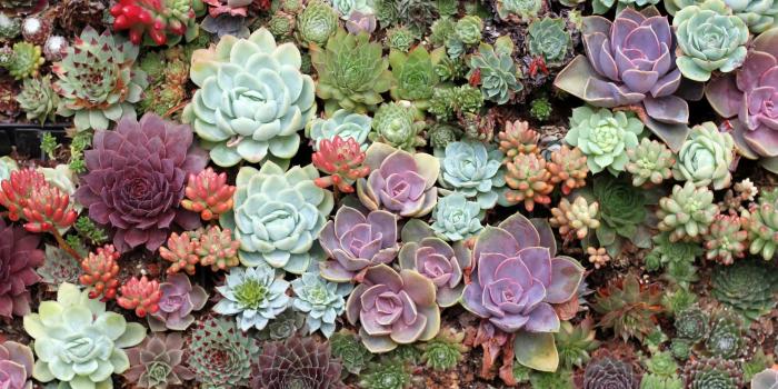 1920x1280 Succulents wallpaper, Laptop wallpaper