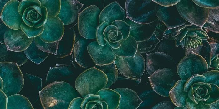 1080x1920 Download free Succulent Plants Green