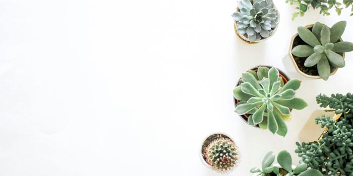 2748x2112 Succulents Photos, Download The BEST