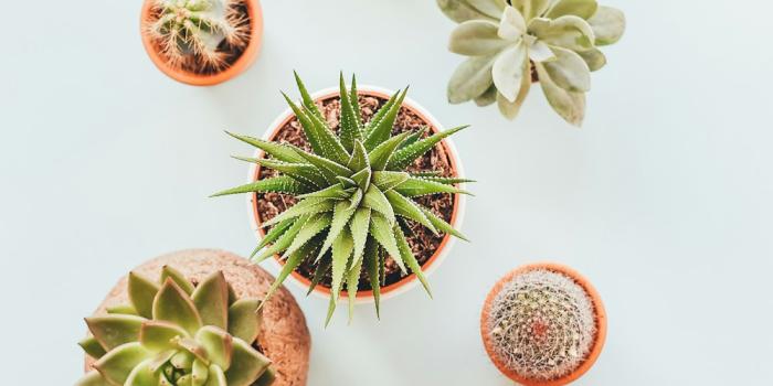 1000x1435 500+ Succulents Pictures [HD