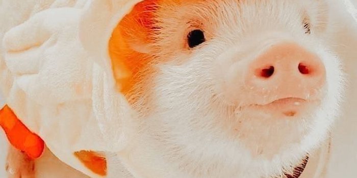 1298x1920 100+] Cute Pig Wallpapers | Wallpapers.com