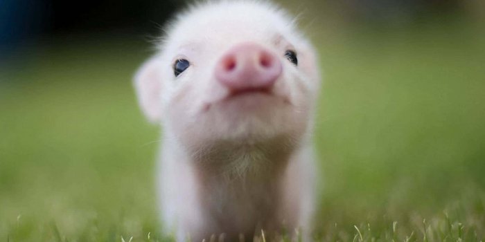 1920x1080 100+] Cute Pigs Pictures | Wallpapers.com