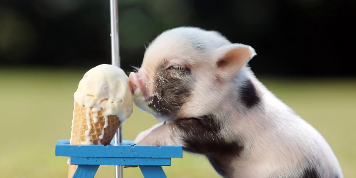 1920x1751 Cute Piglet Enjoying Ice Cream - HD