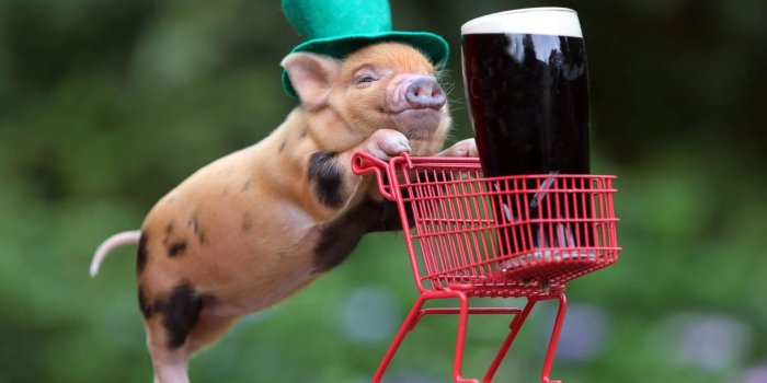1600x1153 10 Most Adorable Micro Pig Photos Ever