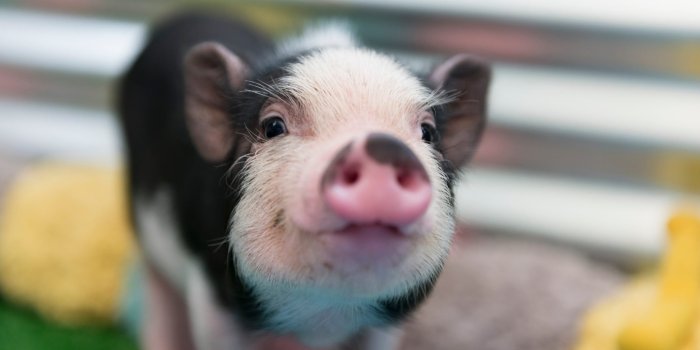 2119x1414 40 Adorable Pig Pictures to Make You