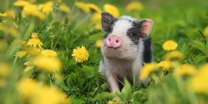 1920x1040 100+] Cute Pig Wallpapers | Wallpapers.com