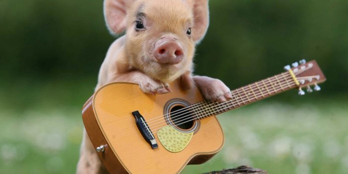 1600x1099 10 Most Adorable Micro Pig Photos Ever