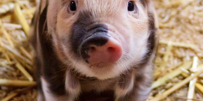 853x1280 100+ Free Little Pigs & Pig Images