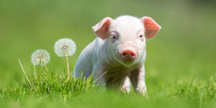 2120x1415 40 Adorable Pig Pictures to Make You