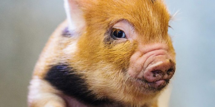 2560x2560 40 Adorable Pig Pictures to Make You