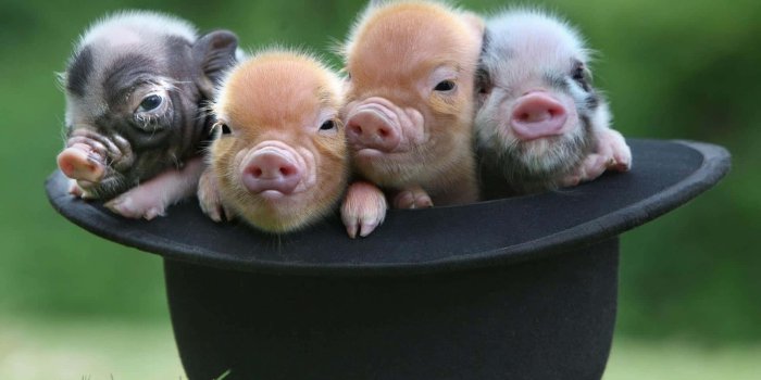 1920x1080 Download An adorable pig enjoying a