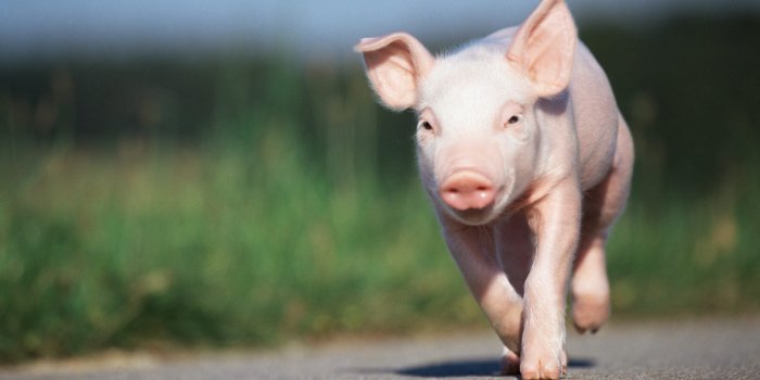 2128x1409 40 Adorable Pig Pictures to Make You