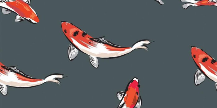 1365x2048 Koi Fish Peel and Stick Wallpaper