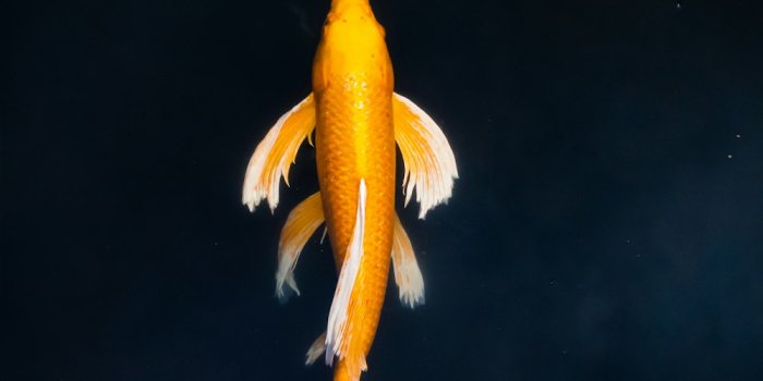 1000x1500 500+ Koi Fish Pictures | Download Free