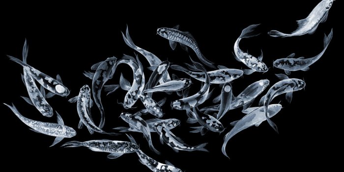 1165x699 Koi Fishes - Dark – made-to-measure