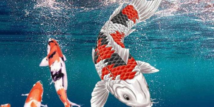 720x1280 Koi Fish Iphone Wallpaper