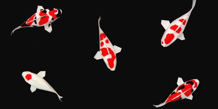2560x1600 Wallpaper Koi Fishes | Koi wallpaper