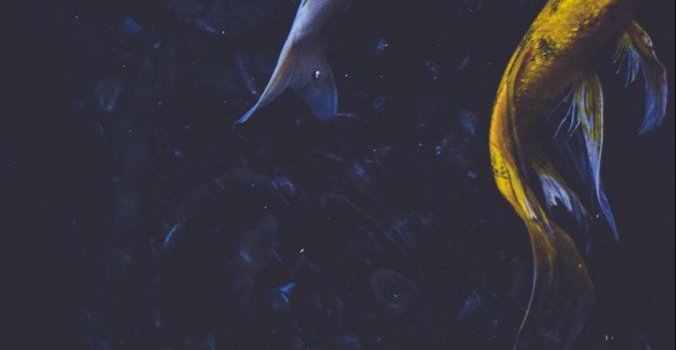 676x1200 Fish wallpaper, Koi wallpaper, Fish