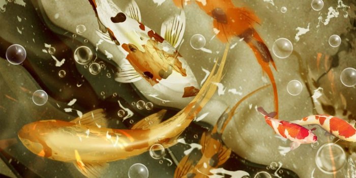 1755x1080 100+] Koi Fish Pictures | Wallpapers.com